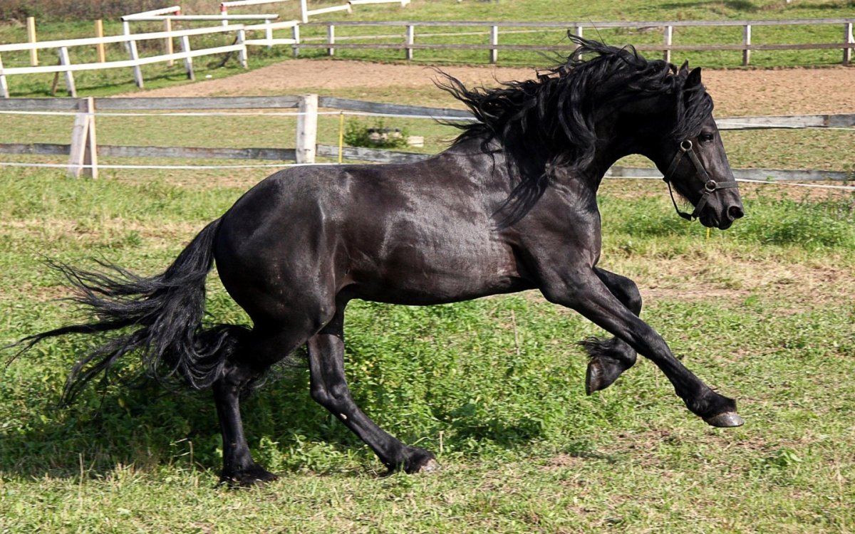 Арабский скакун рыжей масти