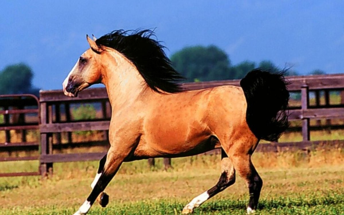 Фриз и море