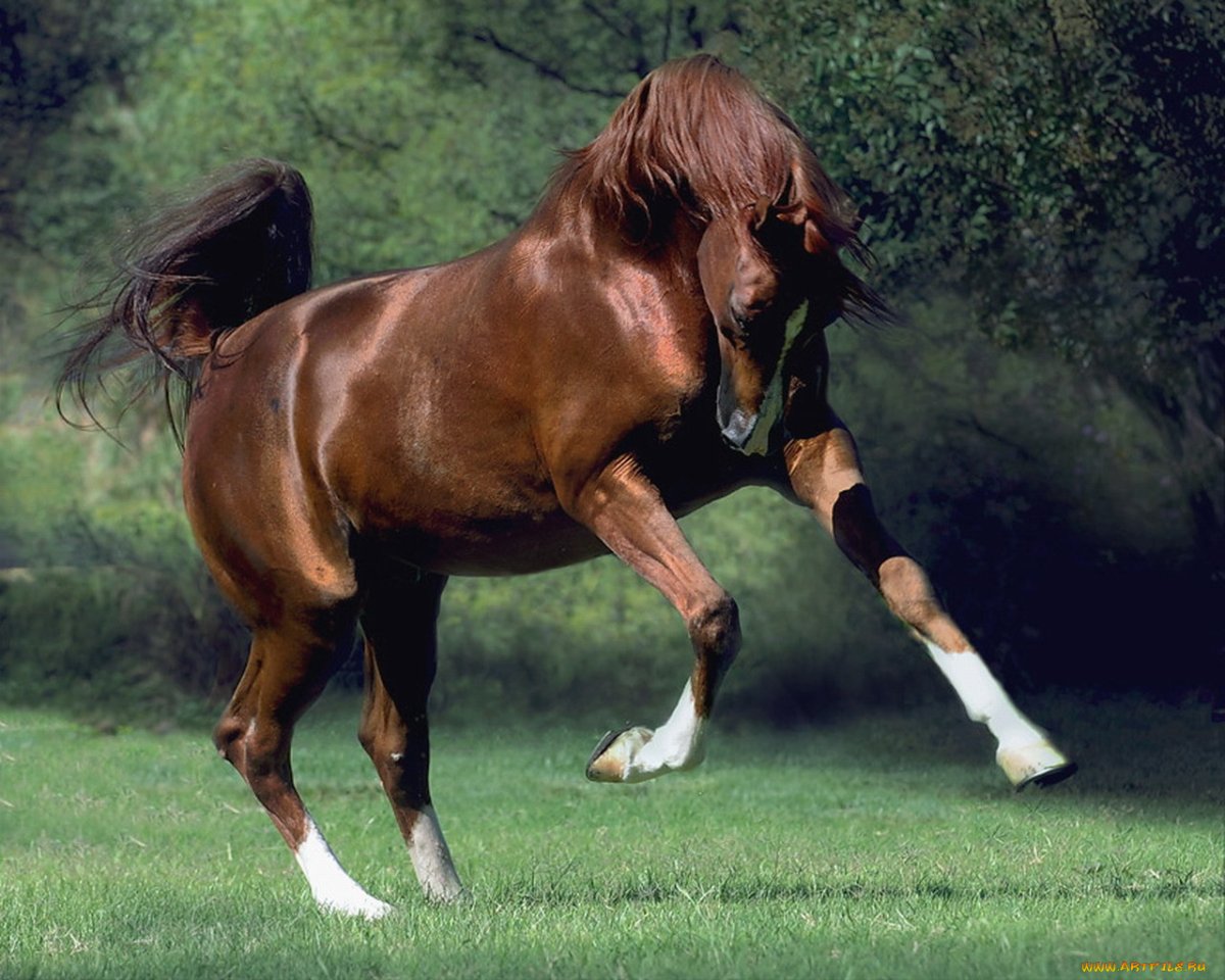 Гордый конь