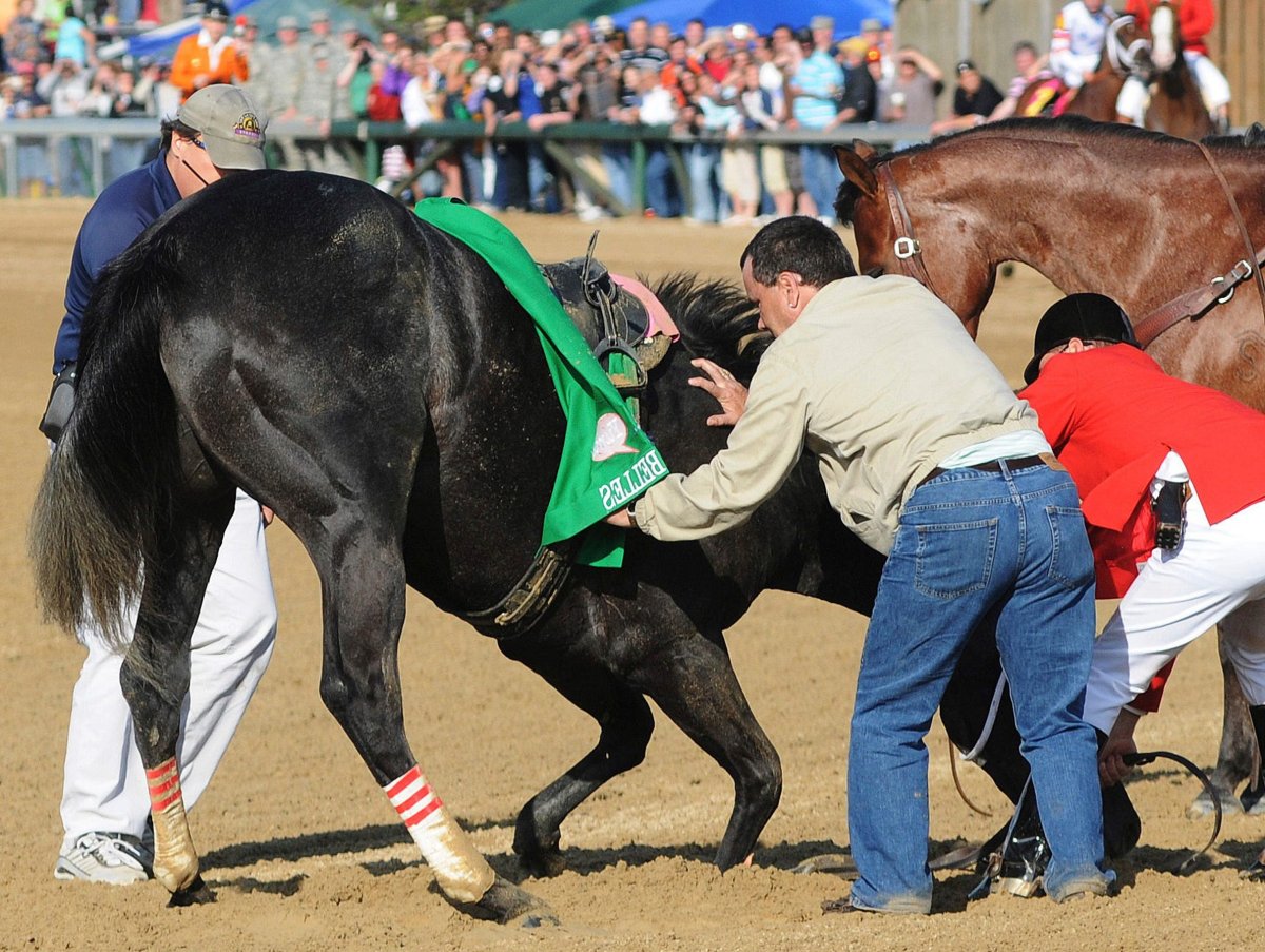 Красивые картины лошадей
