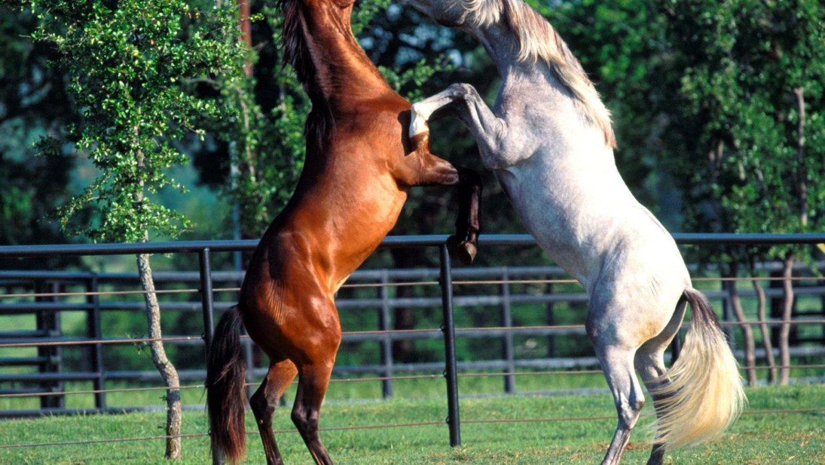 Пегая Фризская лошадь