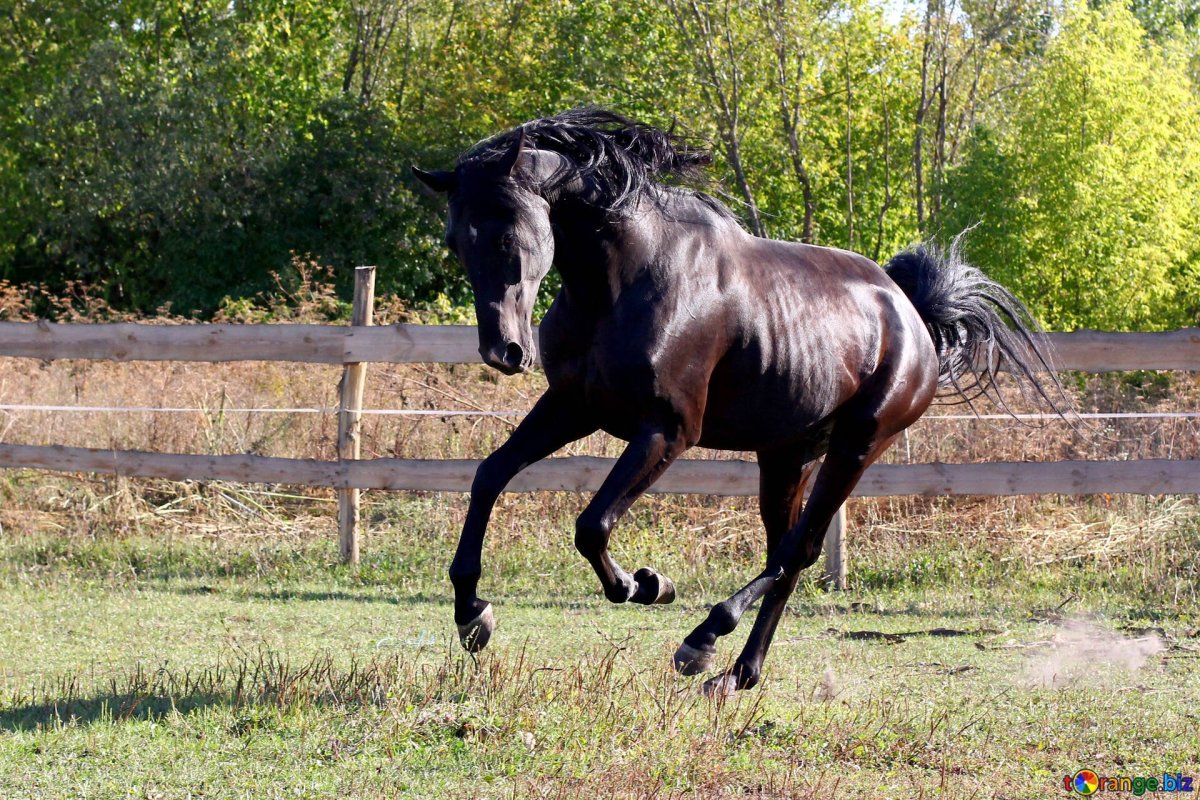 Шариф Дансер лошадь
