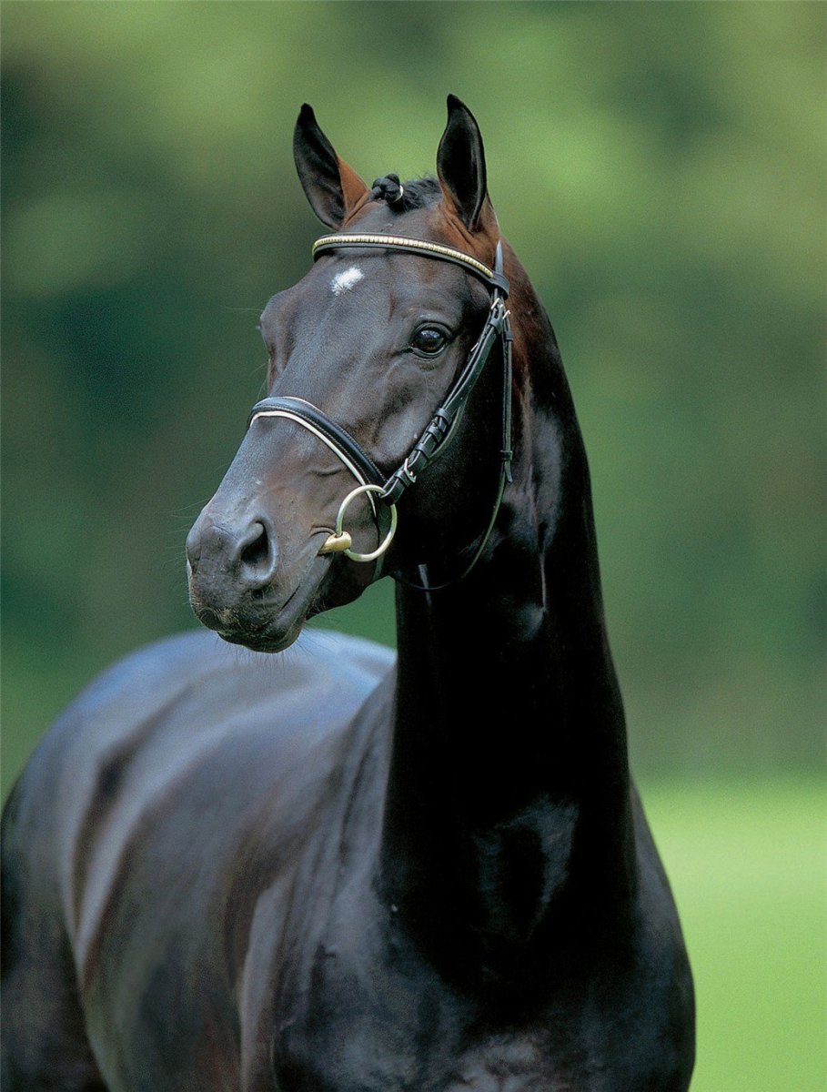 Лошадь черный