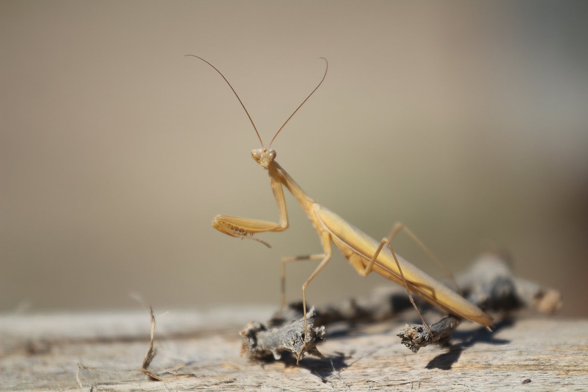 Богомол веточка