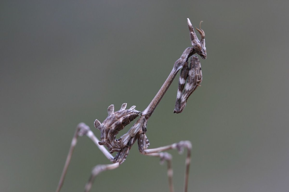 Богомол серого цвета