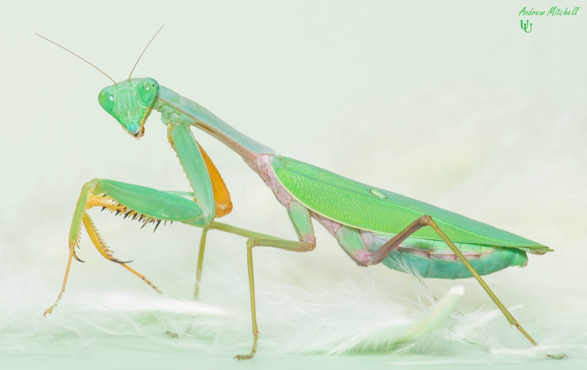 Hierodula venosa богомол самка