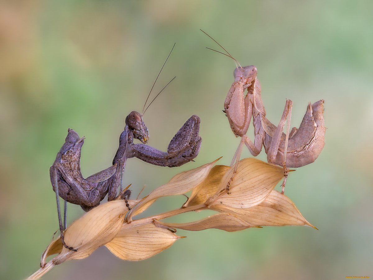 Богомол Deroplatys lobata