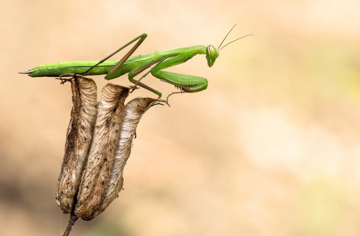 Богомол обыкновенный (Mantis religiosa)