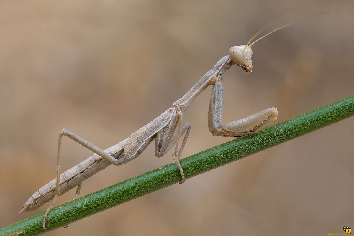 Богомол серый