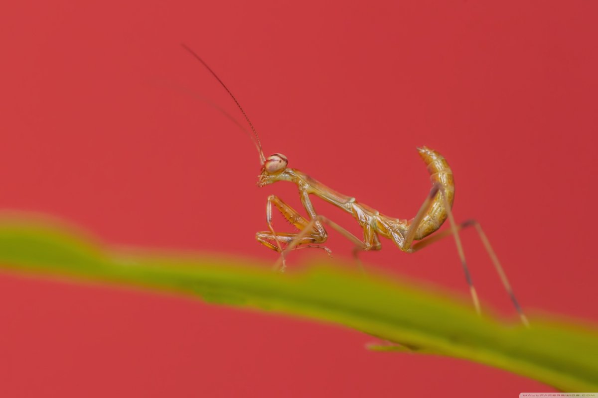 Богомолы (Mantodea)