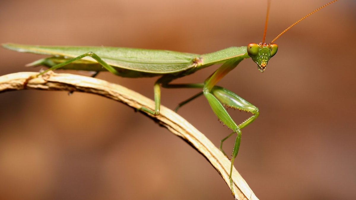 Богомол обыкновенный