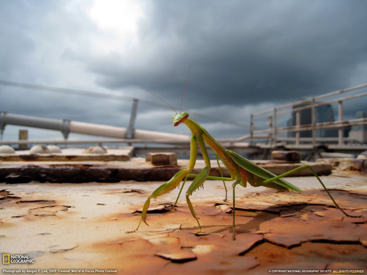 Фотография фермы Богомолов