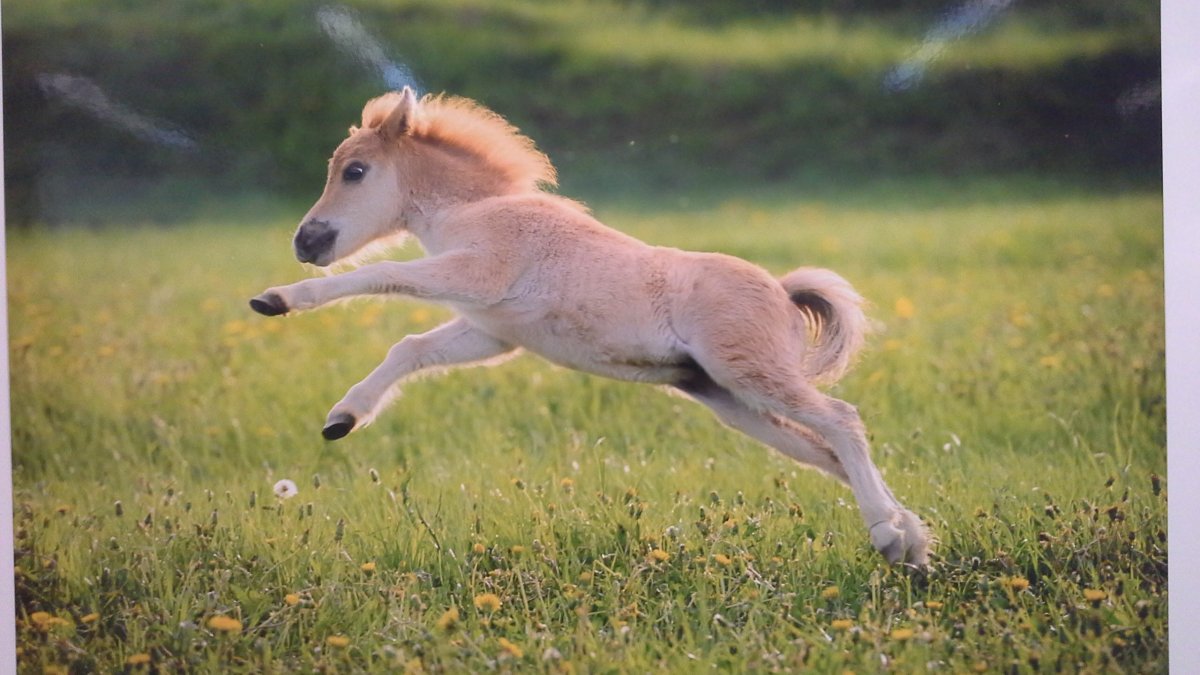 Жеребенок бежит