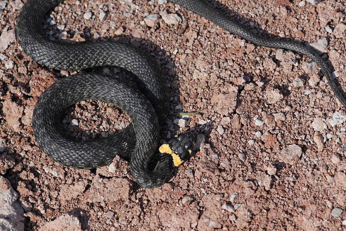 Синяя гадюка обыкновенная