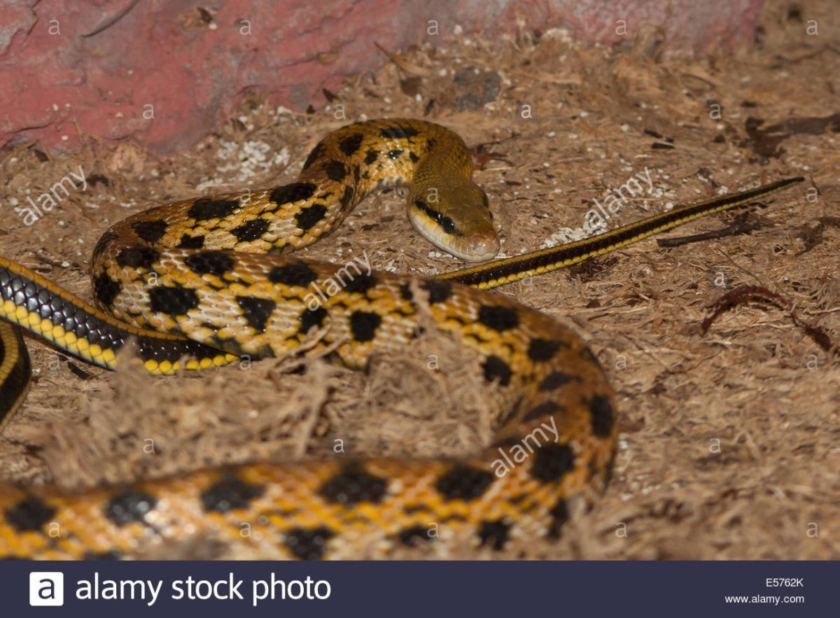 Чёрная змея с жёлтыми пятнами