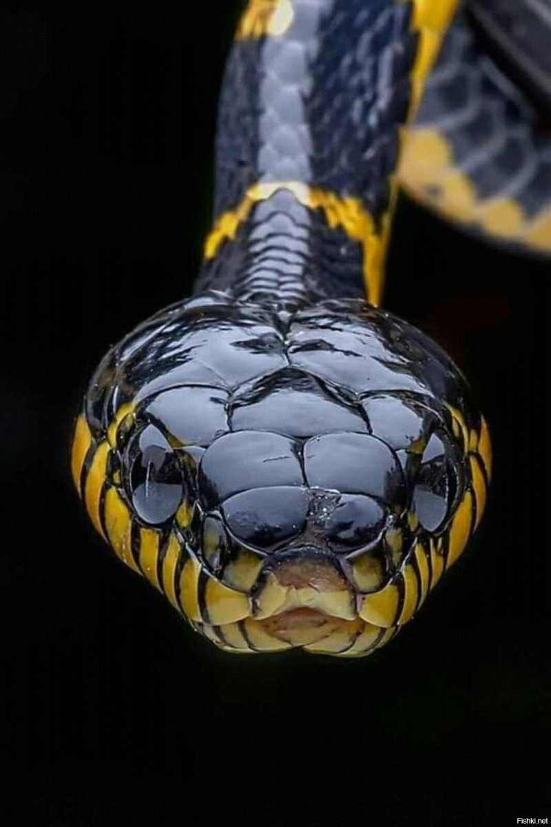 Черная мамба змееныши