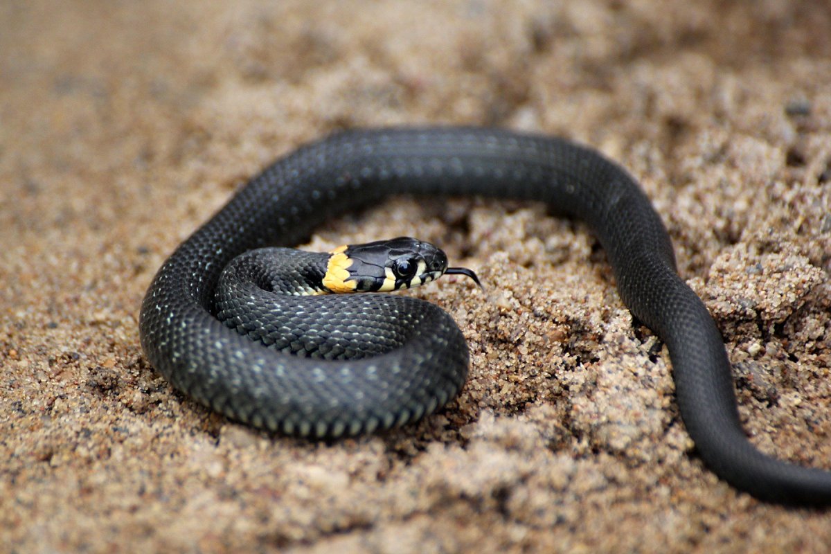Змея гадюка маленькая черная