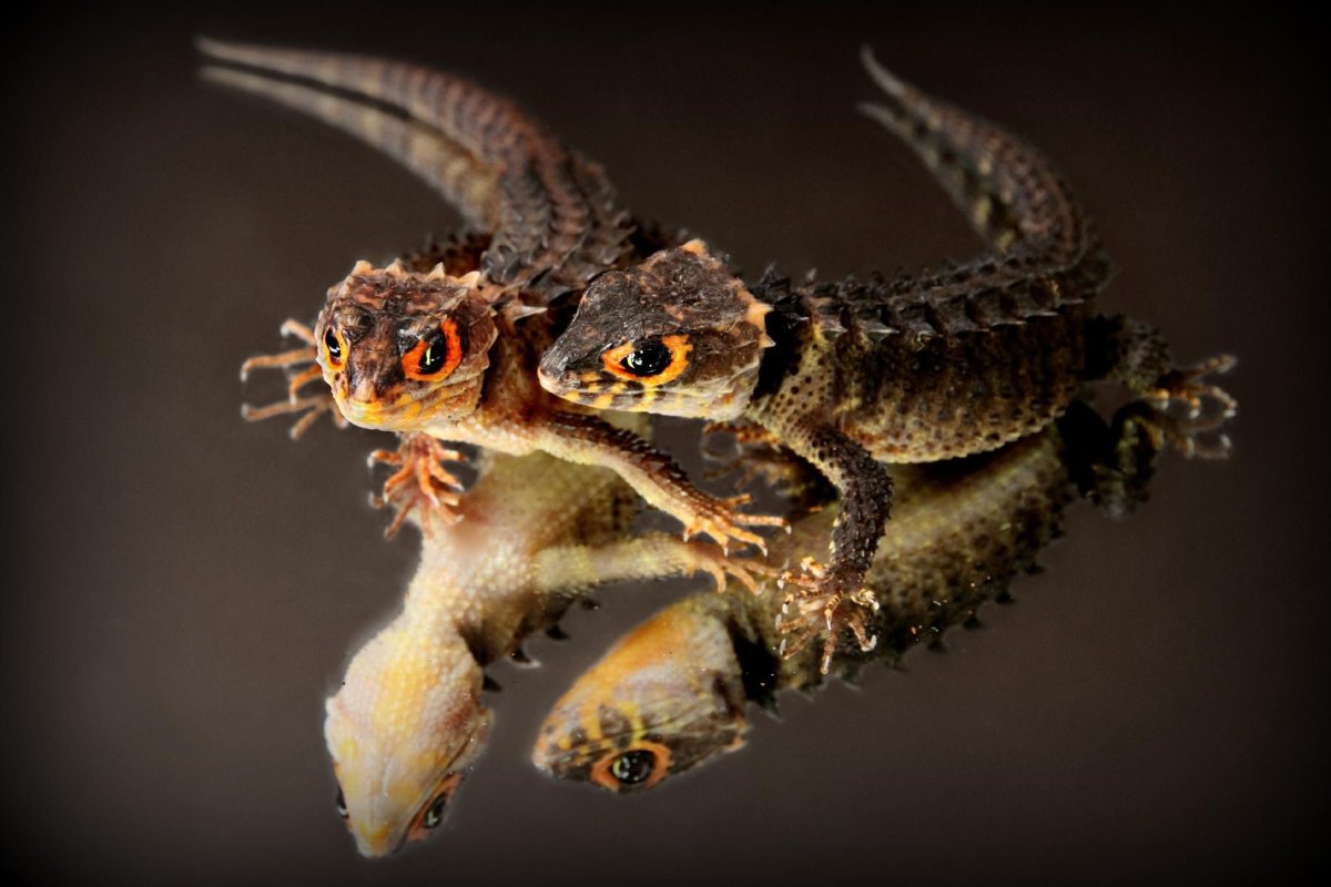 Draco volans ящерица