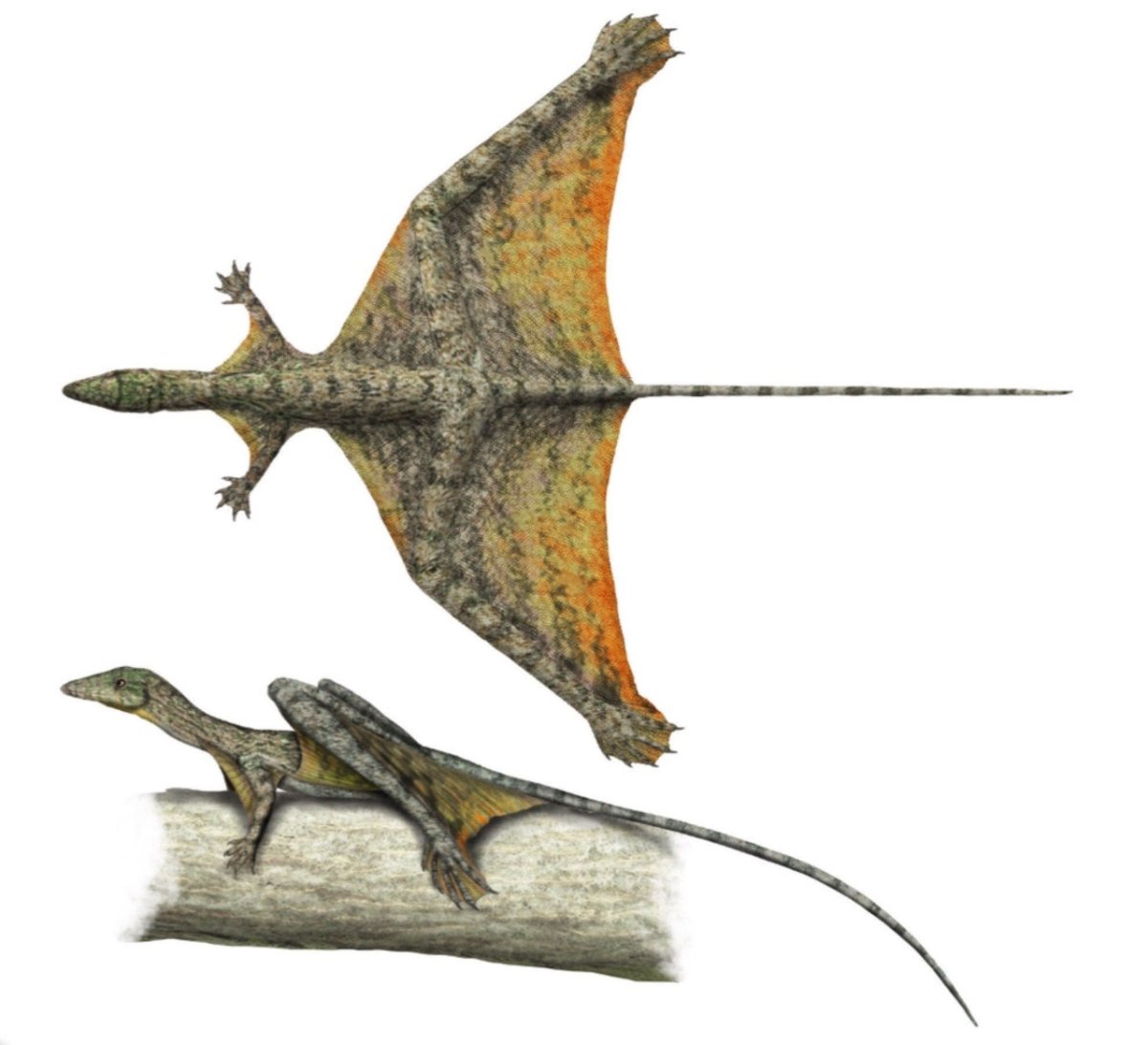 Sharovipteryx Mirabilis