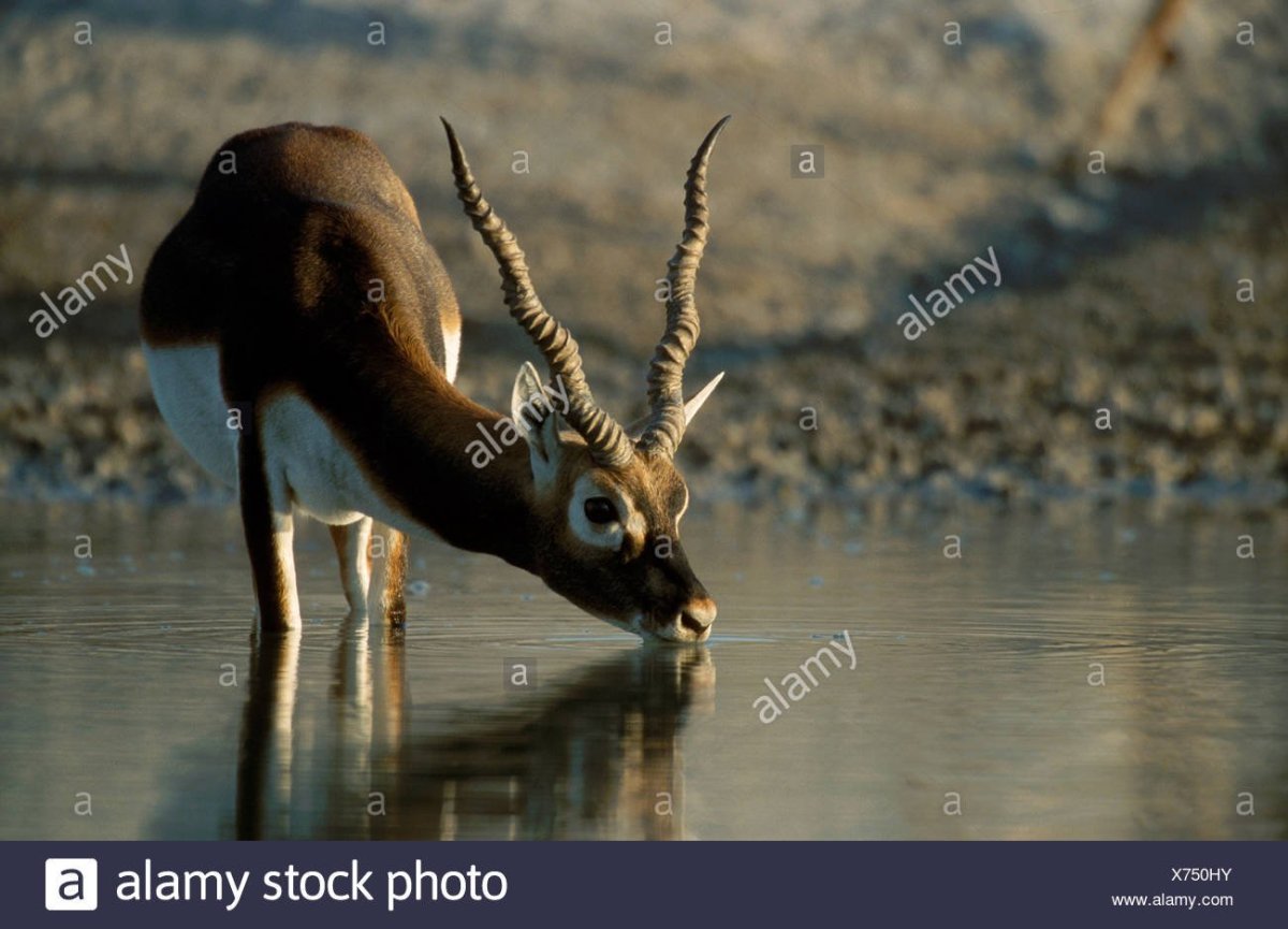 CMWYVERN игрушки