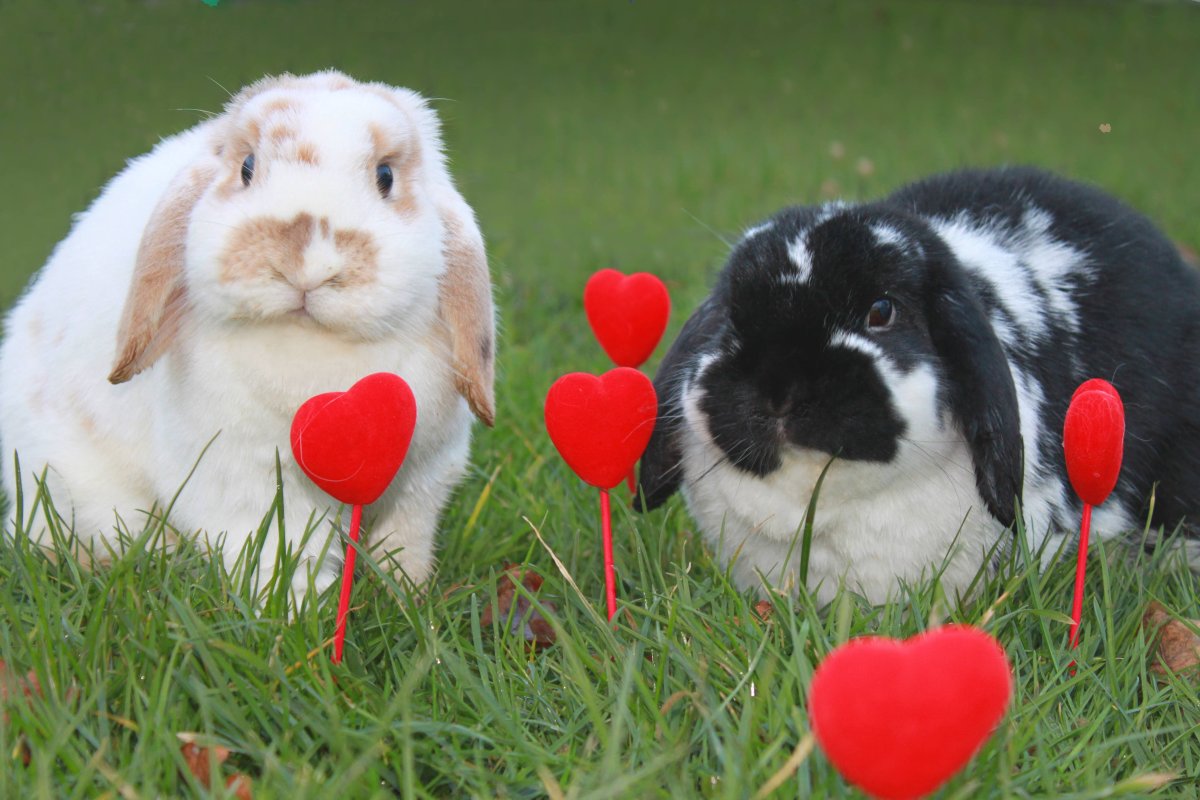 Кролики любовь