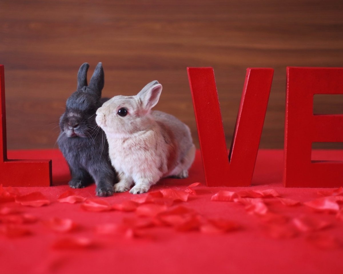 Влюбленный кролик