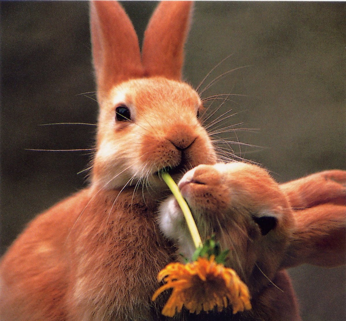 Зайчата любовь