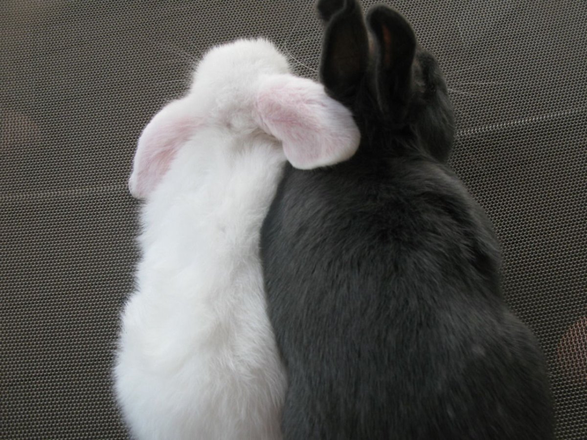 Заяц Эстетика