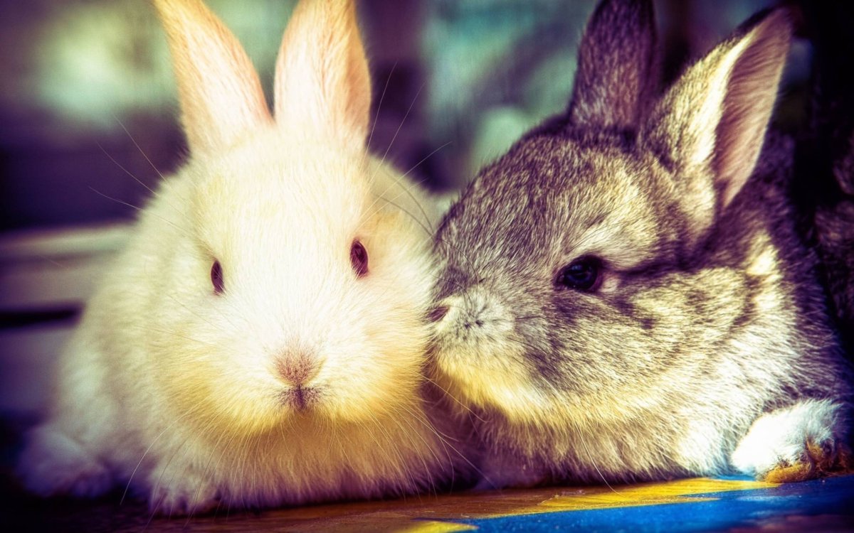Милые крольчата