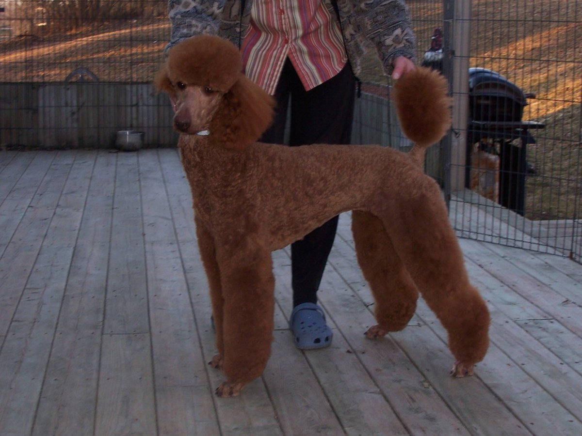 Королевский пудель 1080