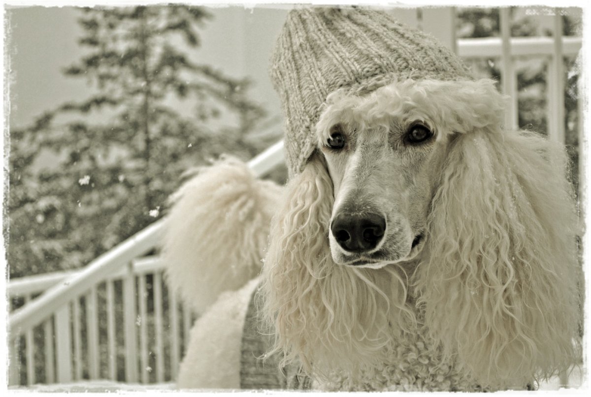 Королевский пудель нестриженный
