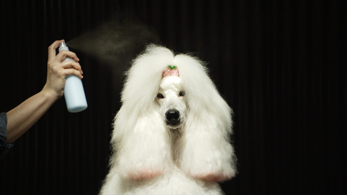 Пудель окрас Фантом