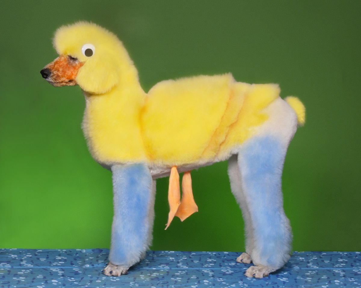 Пантера пудель обои