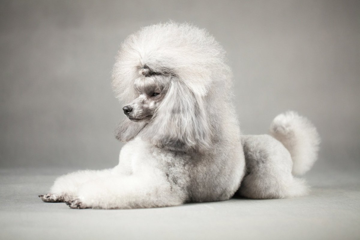 Пудель в шапке