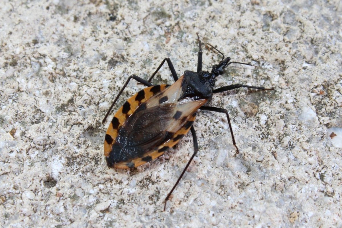 Kissing Bug