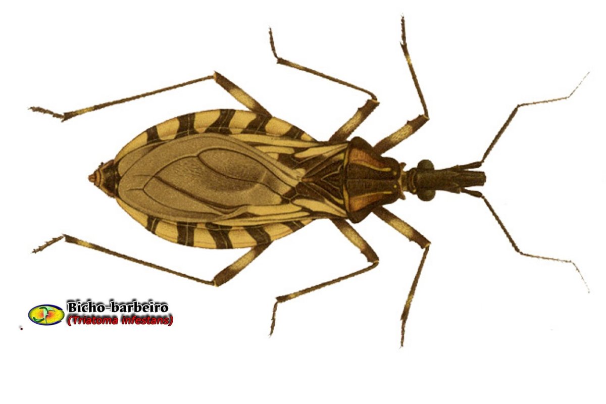 Triatoma Brasiliensis способ заражения
