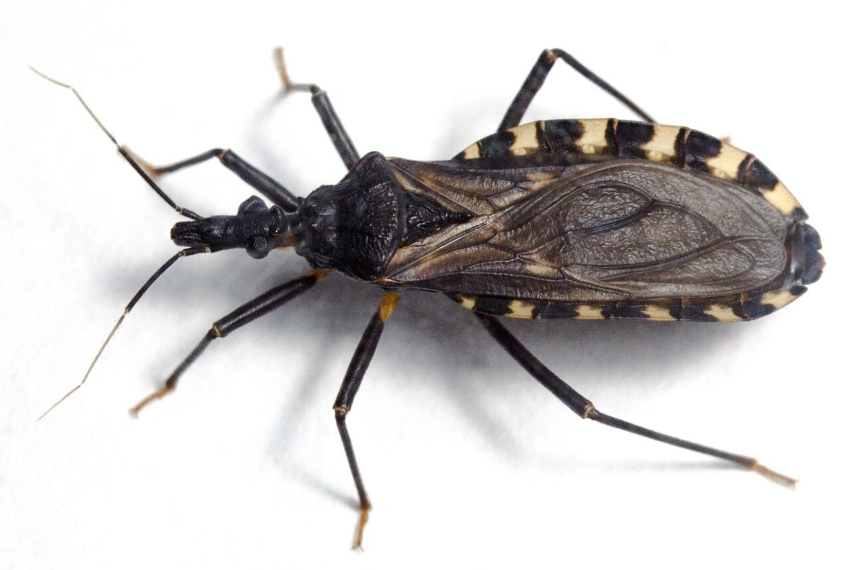 Triatoma infestans самец