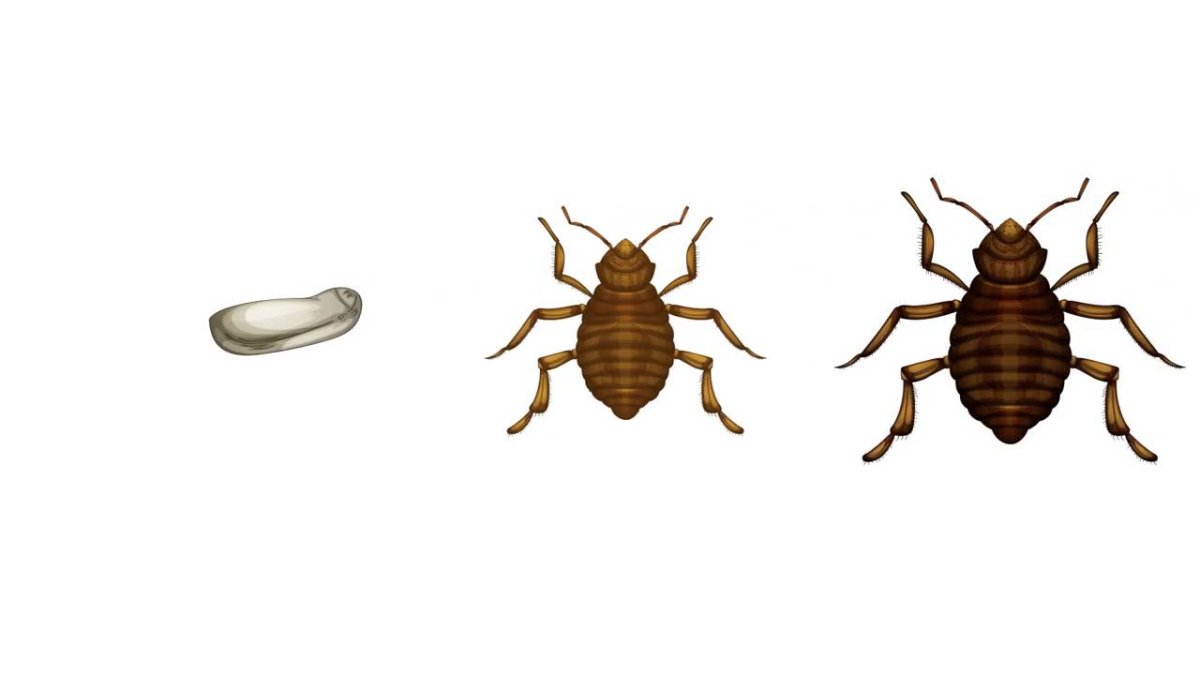 Triatoma infestans систематика