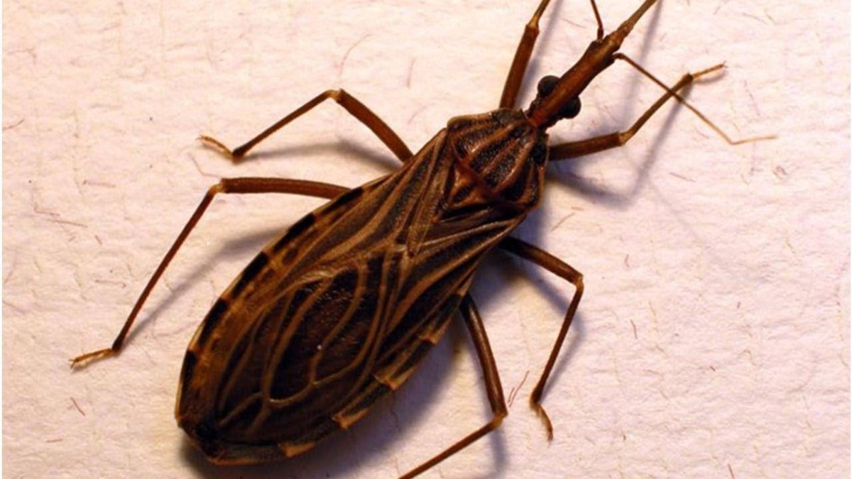 Kissing Bug