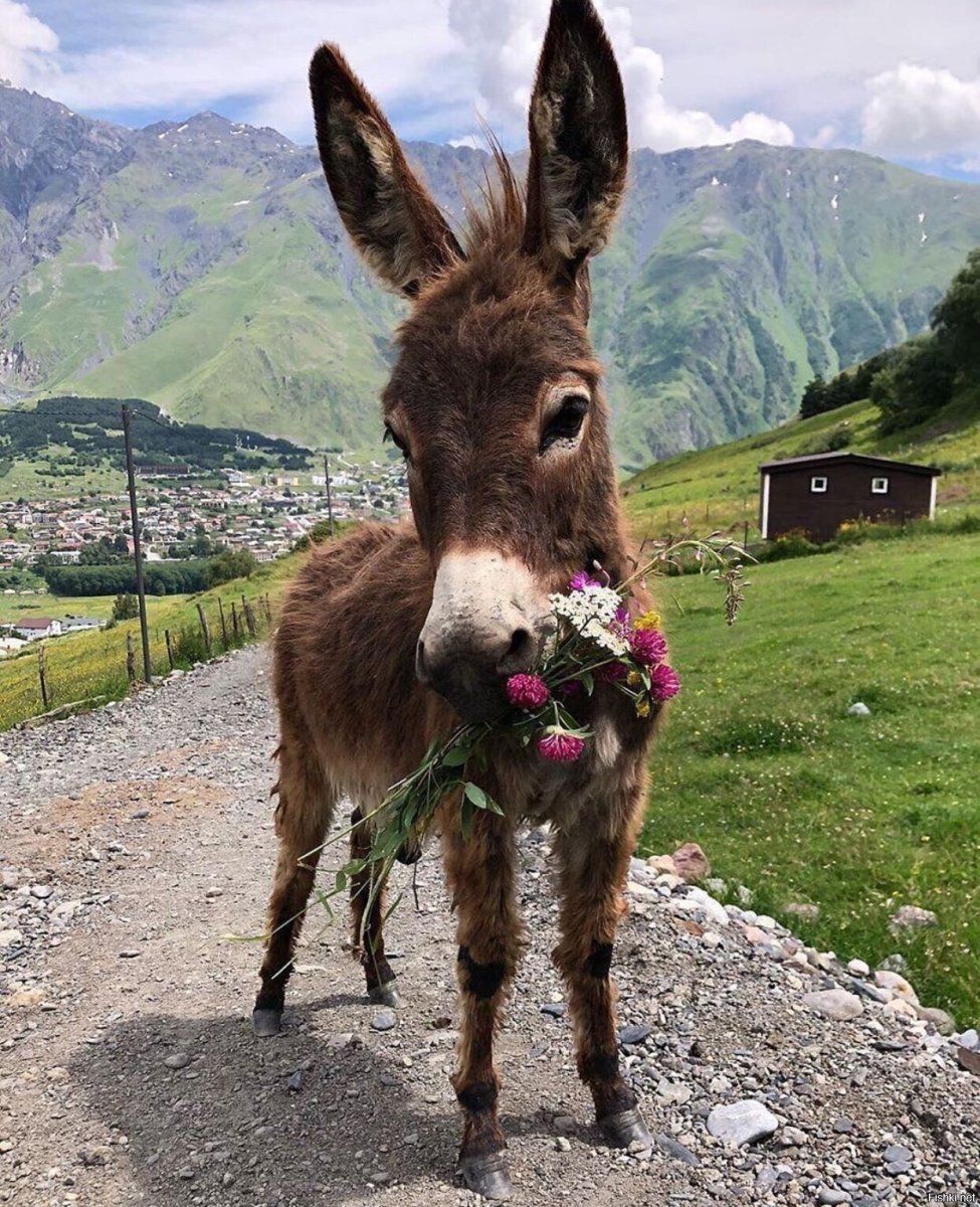Грузинский ишак