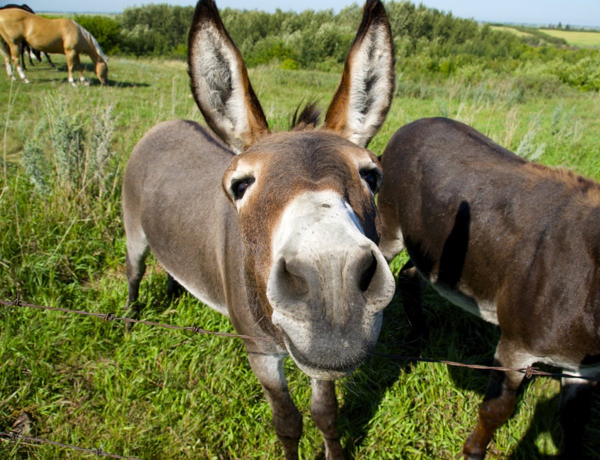 Ослиха осел и ослик