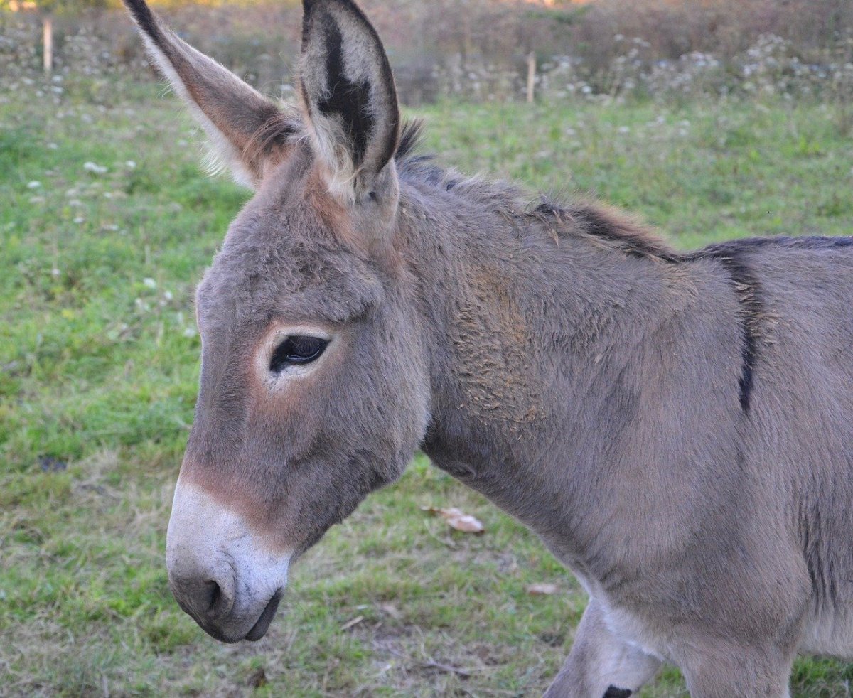 Миниатюрные ослики