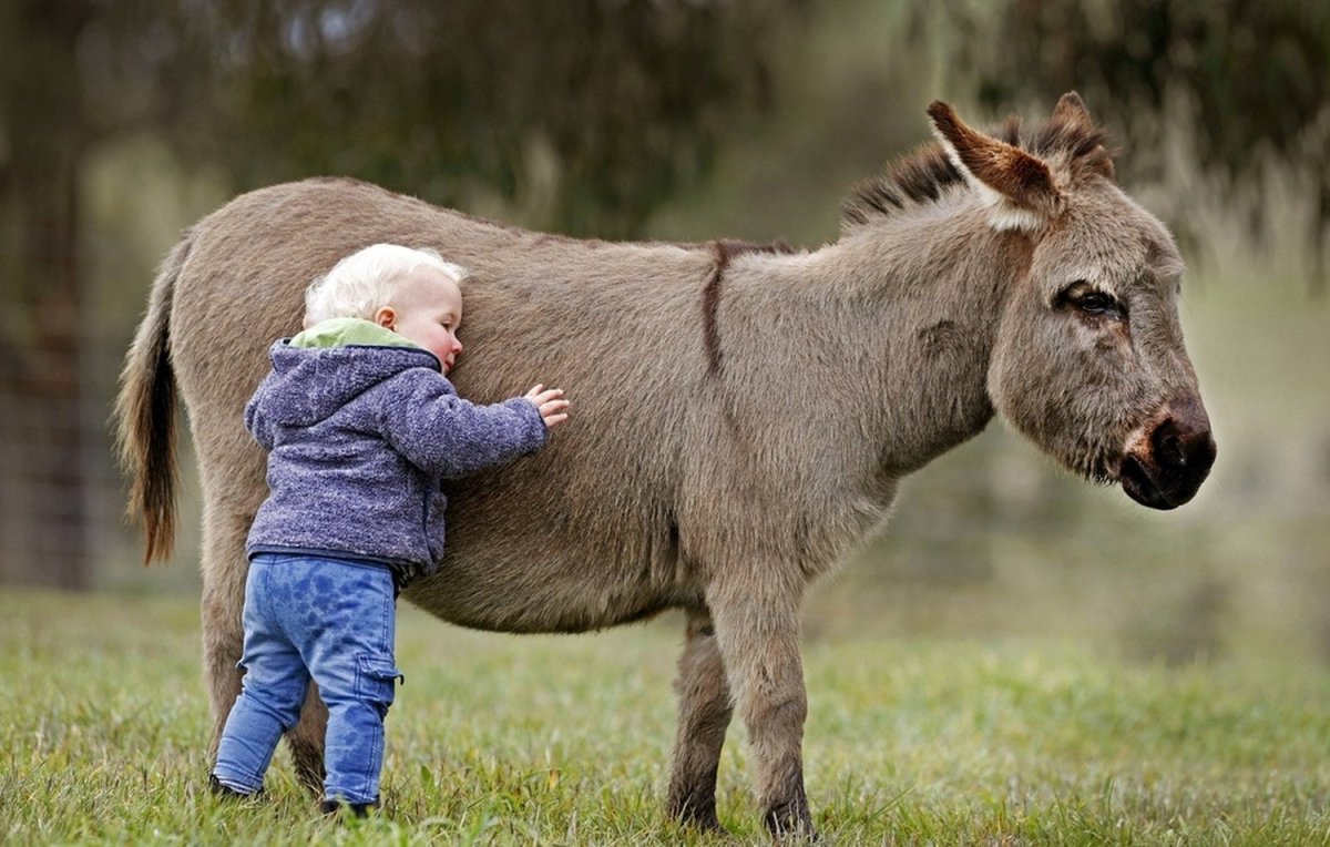 Миниатюрные ослики