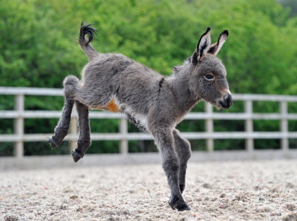 Кьян дикий осел