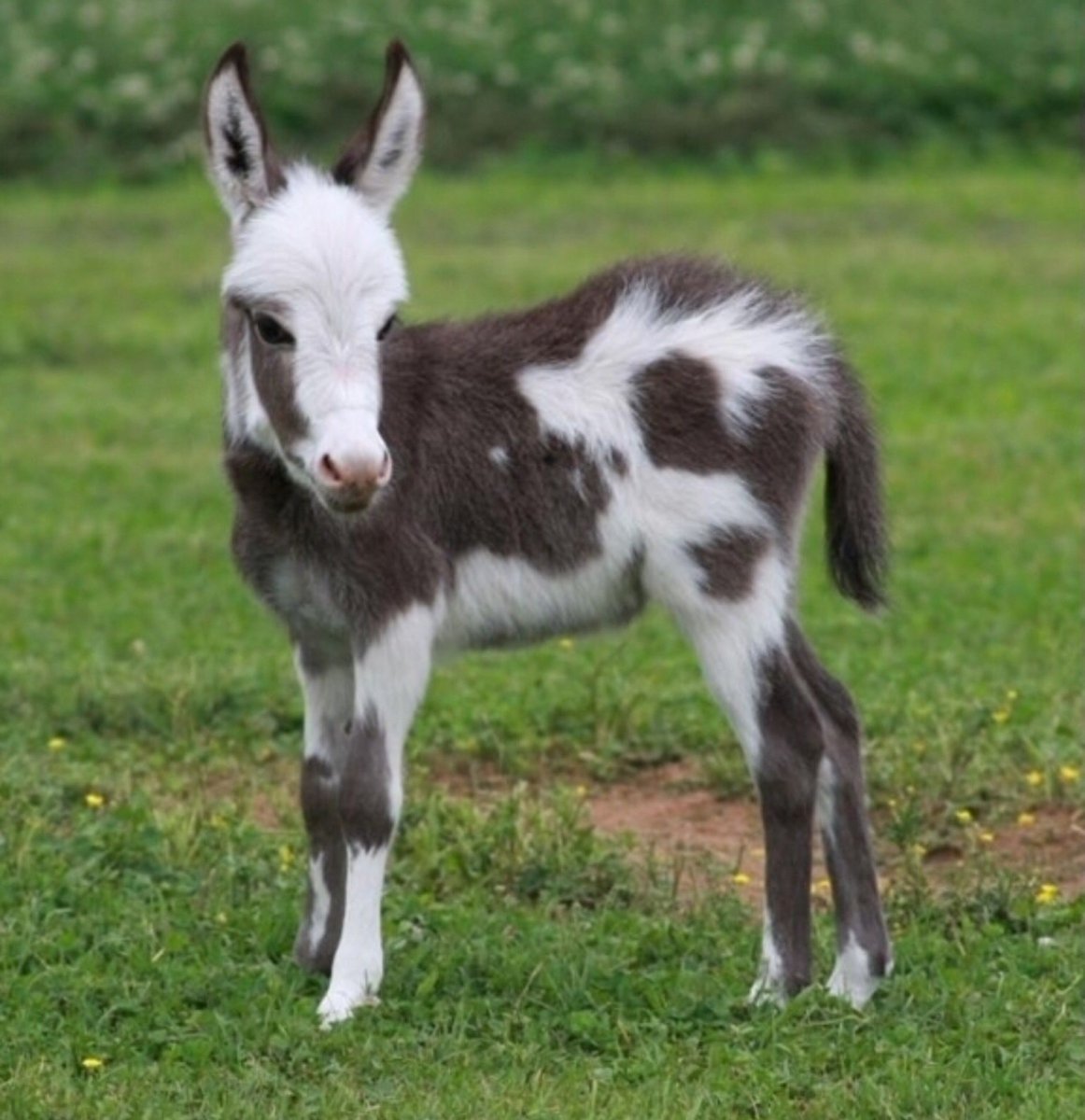 Два смешных осла
