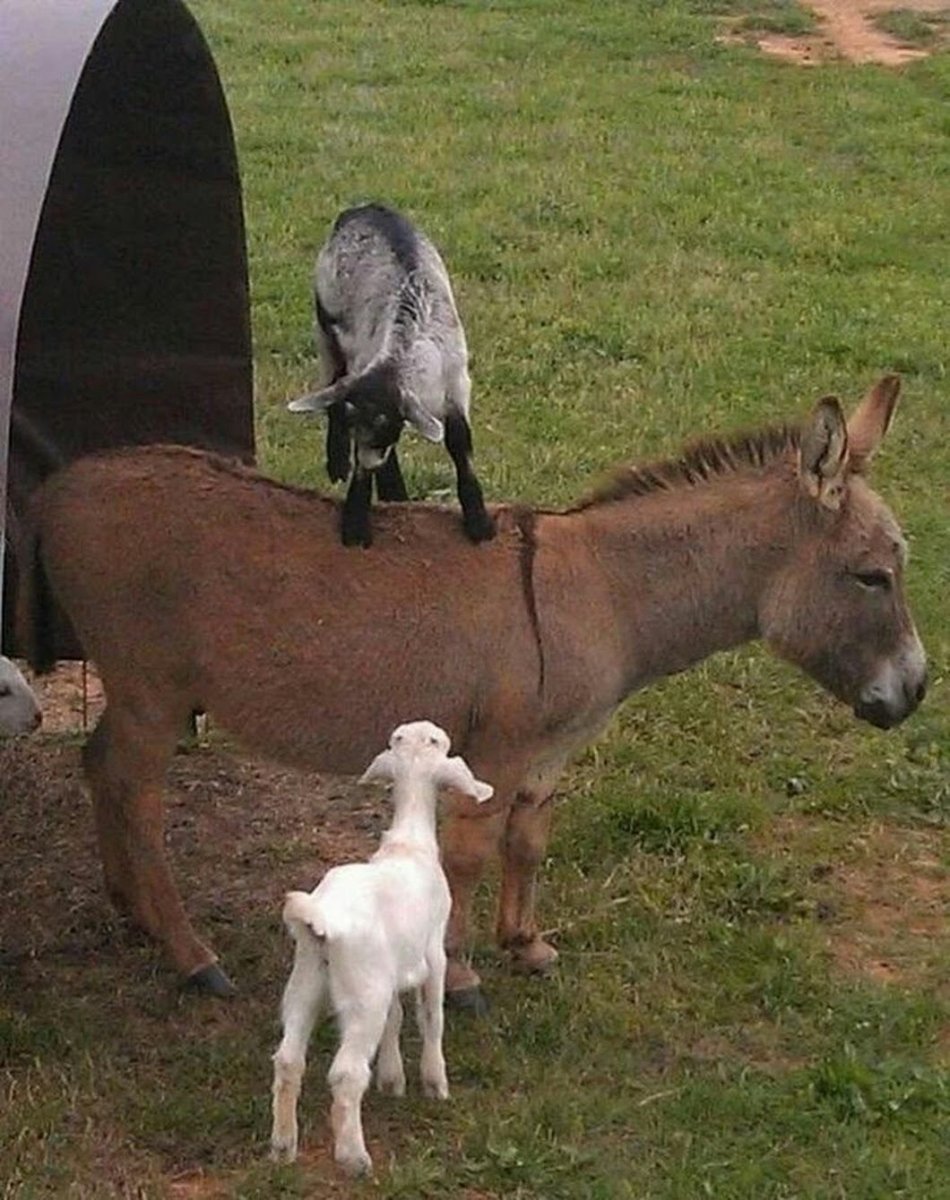 Лошадь и осел