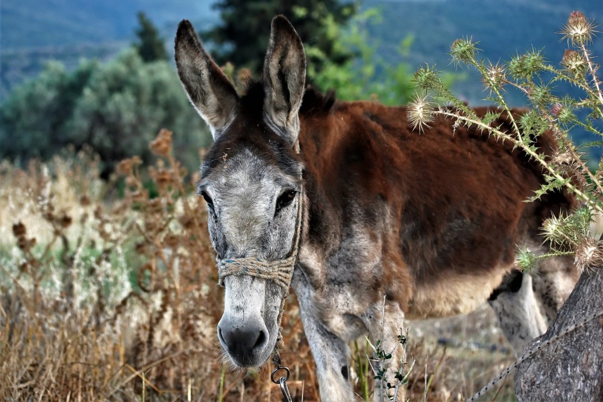 Кабардино Балкария ослик