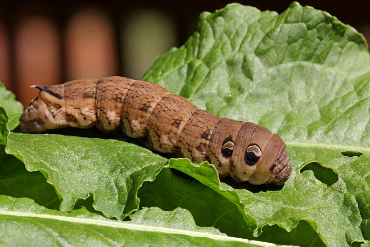 Гусеница виноградного БРАЖНИКА