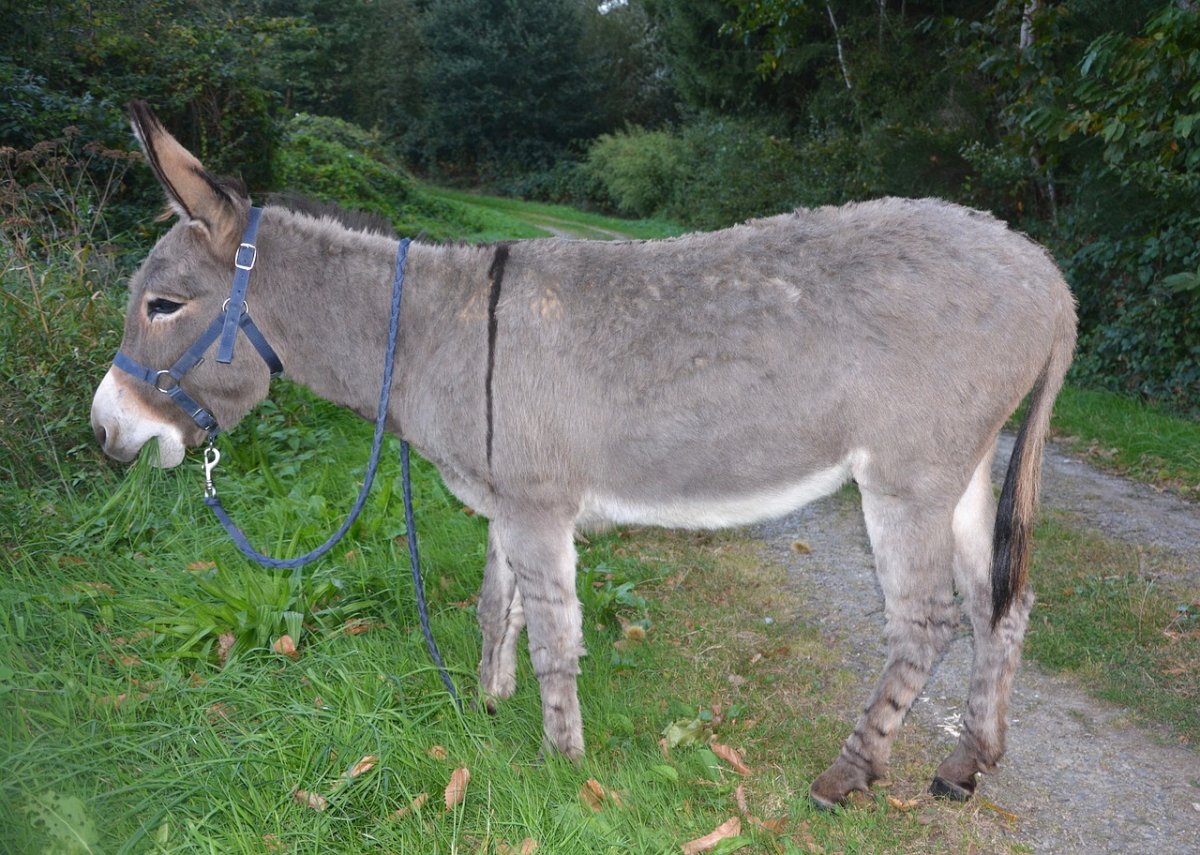 Среднеазиатский ишак