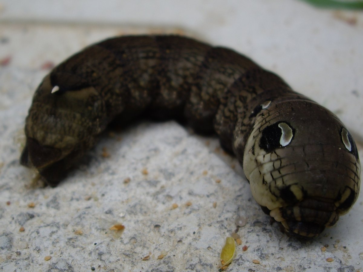 Красно-коричневая гусеница